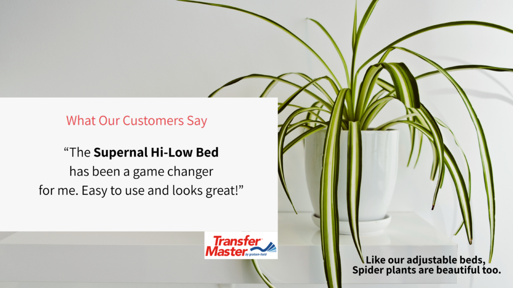 What Our Customers Say: “The Supernal Hi-Low Bedhas been a game changer for me. Easy to use and looks great!” Like our adjustable beds, Spider plants are beautiful too.