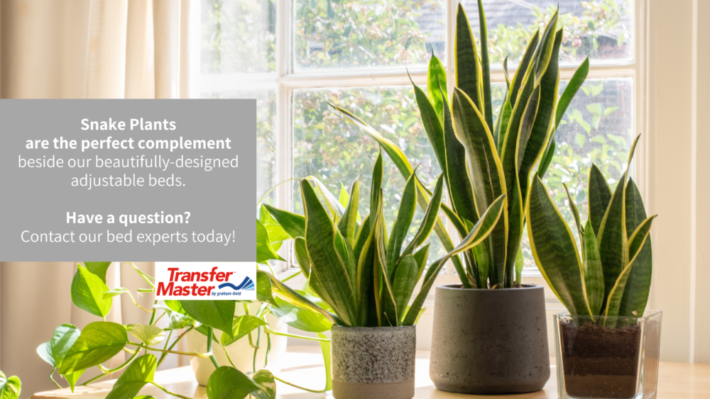 Snake Plantsare the perfect complement beside our beautifully-designed adjustable beds. Have a question? Contact our bed experts today!